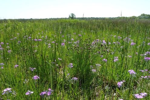 image-1784f74639cb8a8b59ae052d0b2aa3fe199068ae-2560x1920-jpg